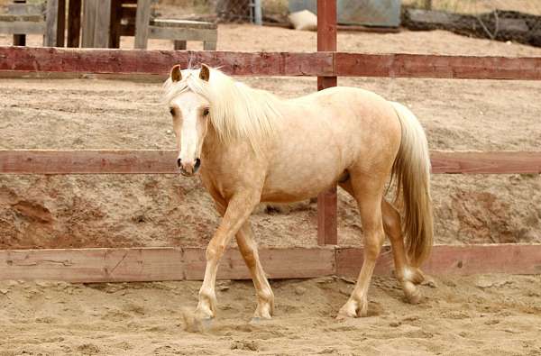 palomino-crossbred-pony