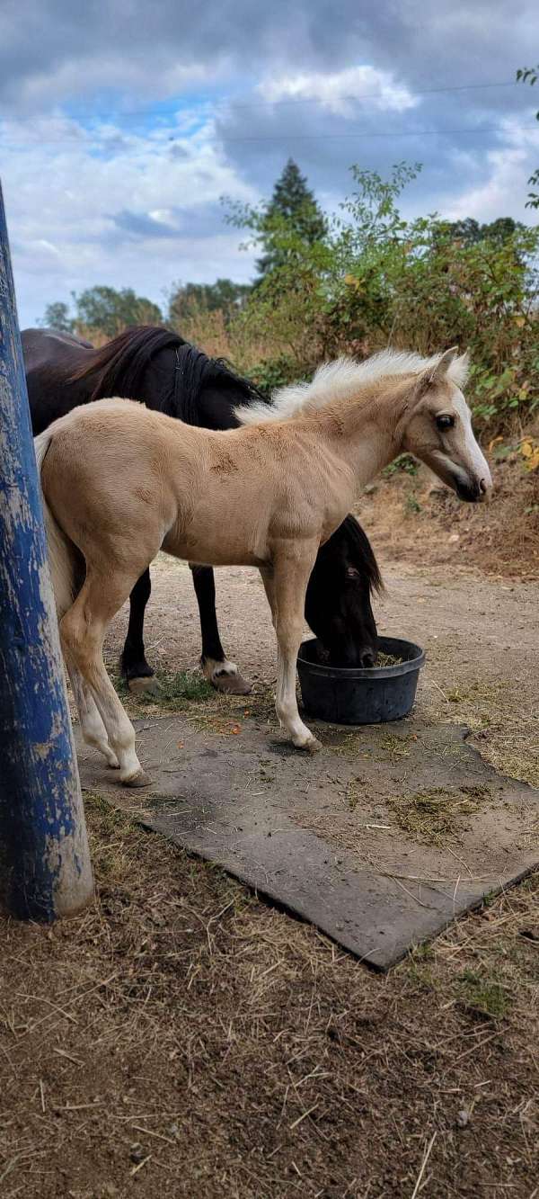 13-hand-crossbred-pony-gelding