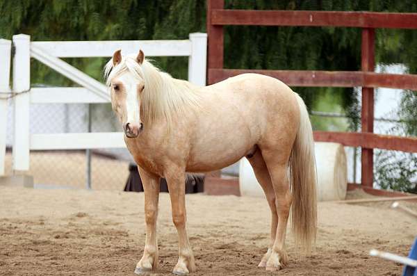 palomino-gelding-for-sale