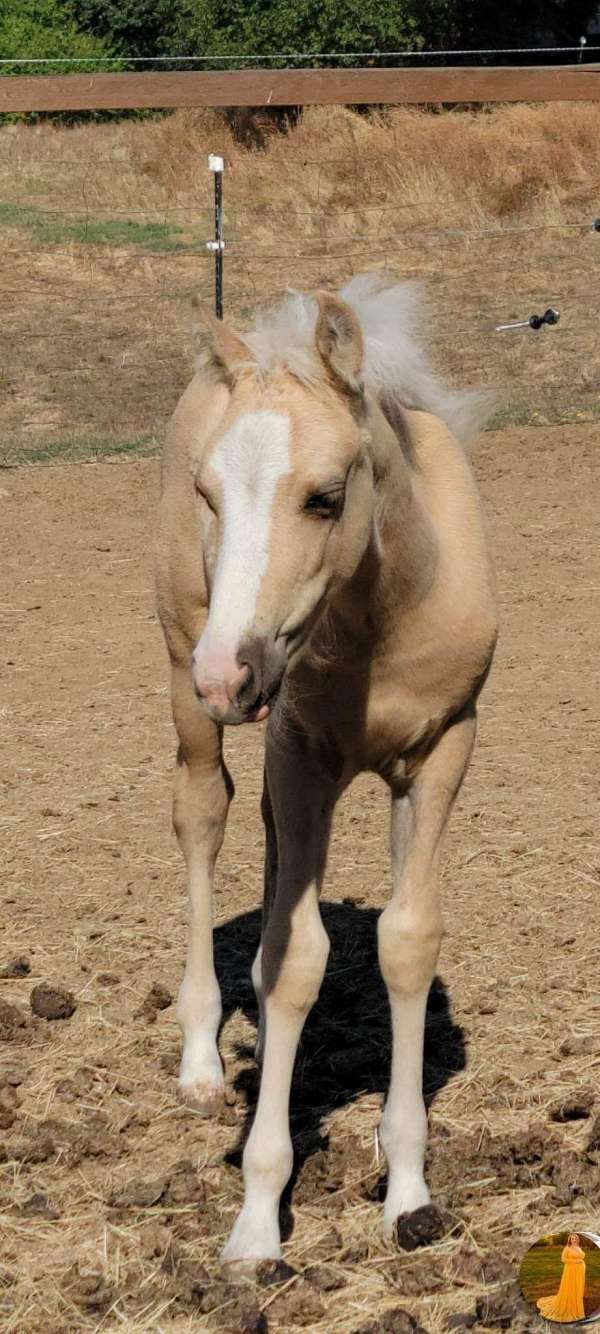 13-hand-crossbred-pony