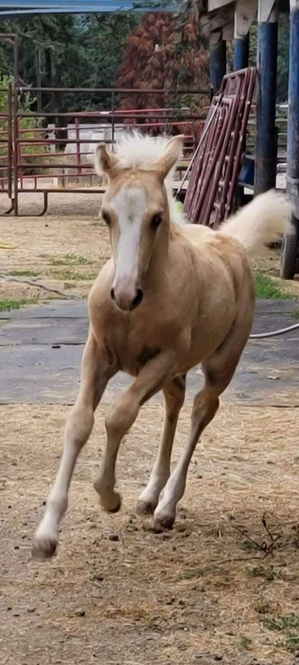 13-hand-palomino-pony