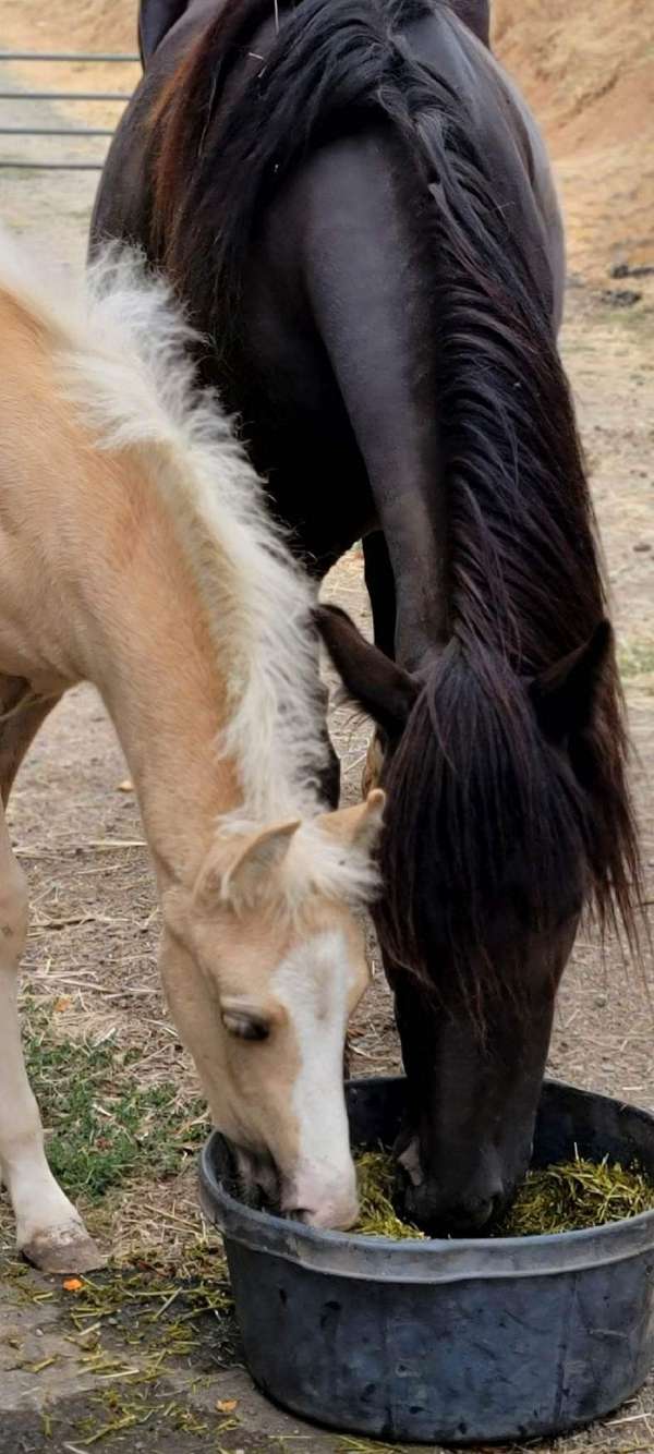 13-hand-gelding