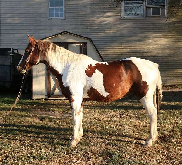 chestnut-overo-spotted-saddle-horse