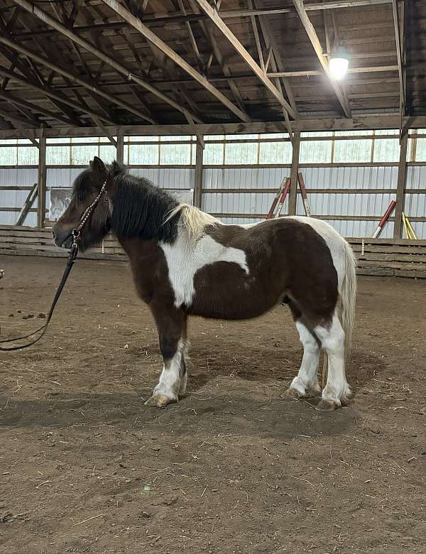 bay-overo-therapy-horse