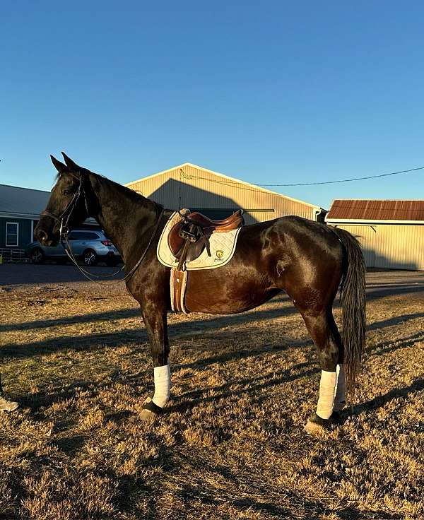 all-around-friesian-horse