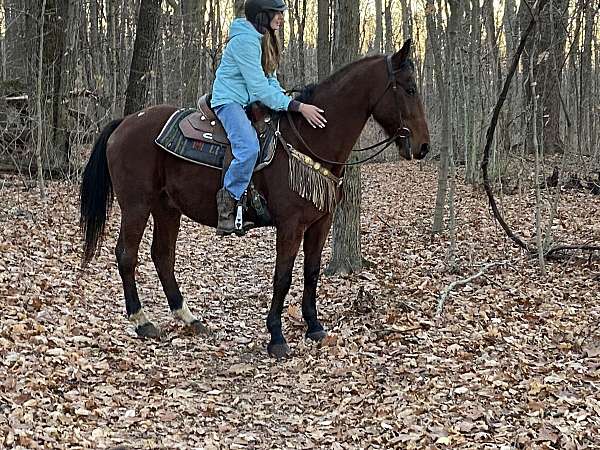 all-around-warmblood-horse