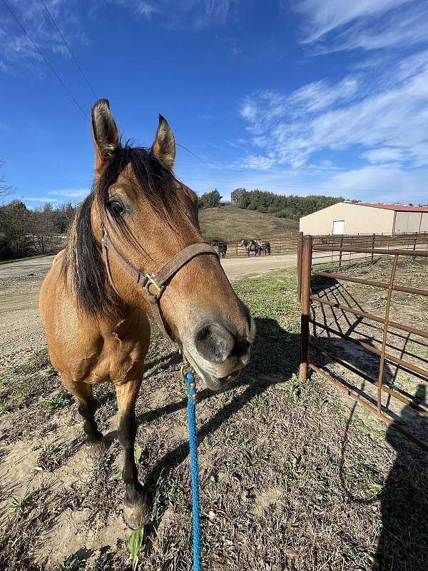 all-around-mustang-horse