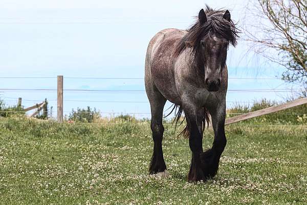 blue-roan-filly-gypsy-vanner-horse