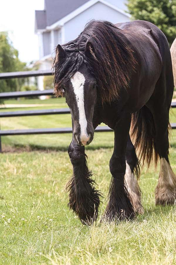 kids-mount-gypsy-vanner-horse