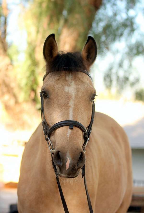 all-around-connemara-pony