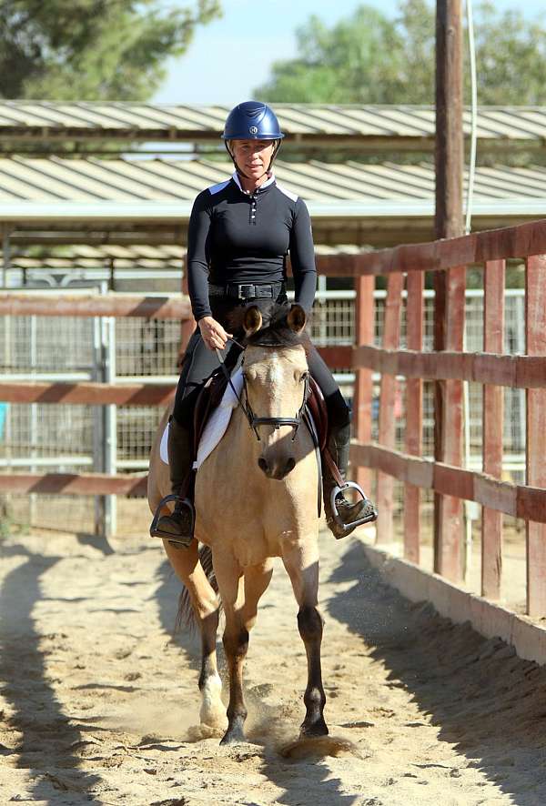 dressage-connemara-pony