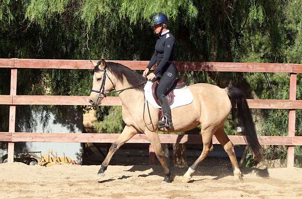 eventing-connemara-pony