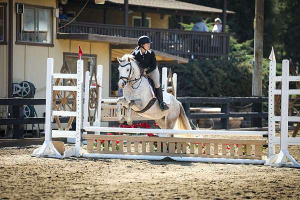 all-around-connemara-pony