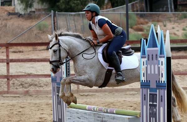 dressage-connemara-pony