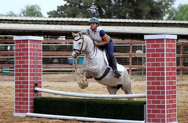 eventing-connemara-pony