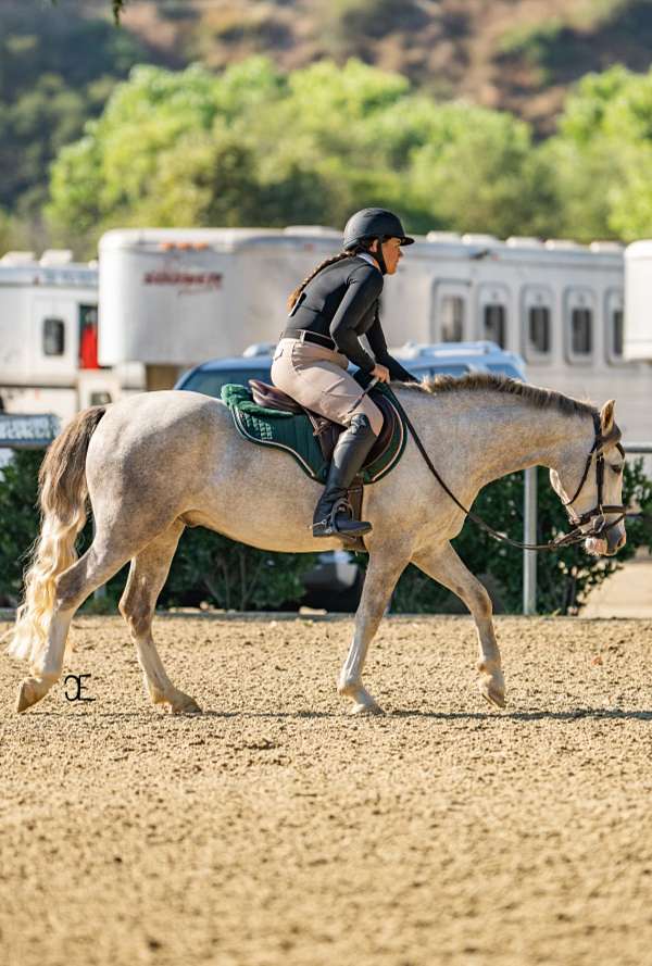 jumping-connemara-pony