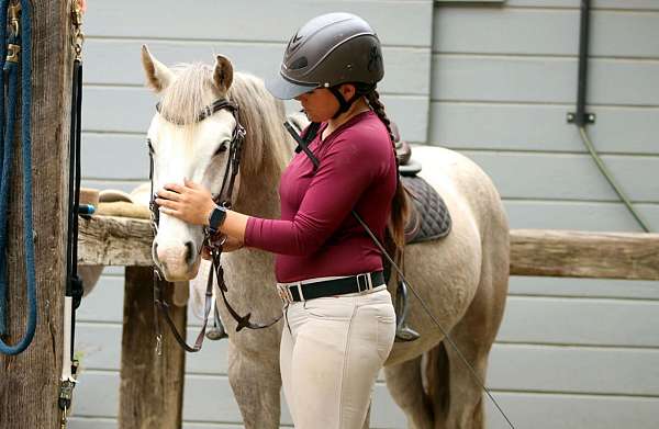 hunter-jumper-connemara-pony