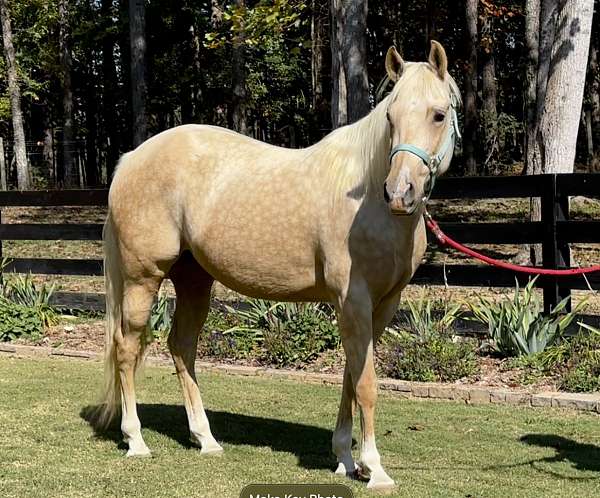 star-snip-socks-on-all-four-legs-horse