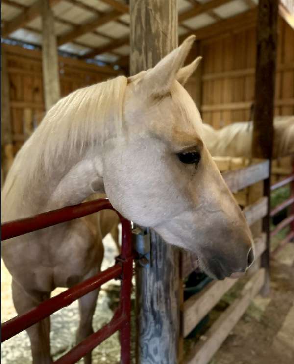 palomino-star-snip-socks-on-all-four-legs-horse