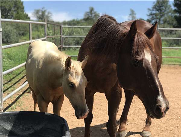 flaxen-tail-quarter-horse