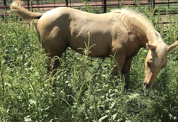 bare-foot-quarter-horse