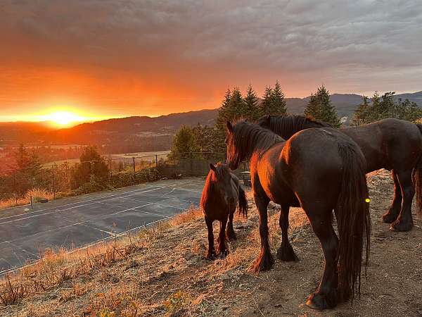 rare-breed-fell-pony