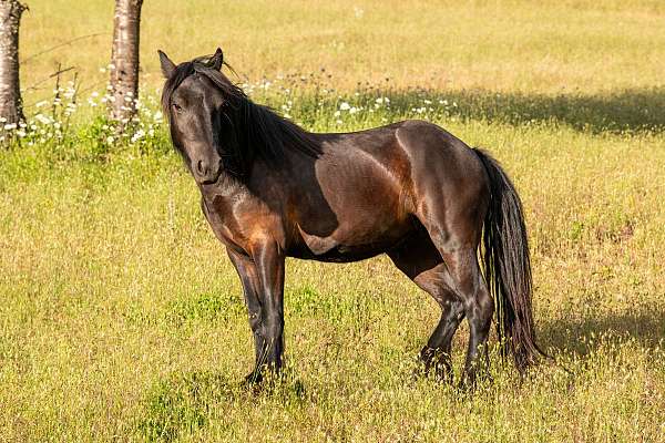 british-native-pony