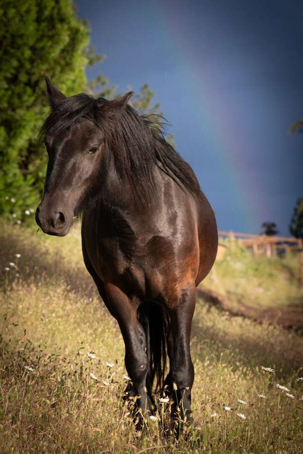 british-native-fell-pony