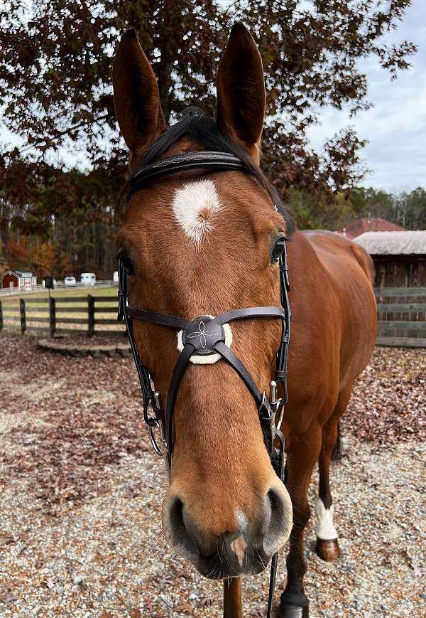 advanced-warmblood-horse