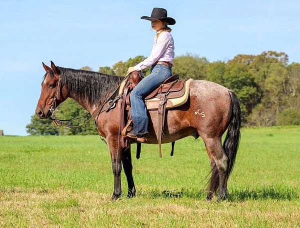 calf-roping-quarter-horse