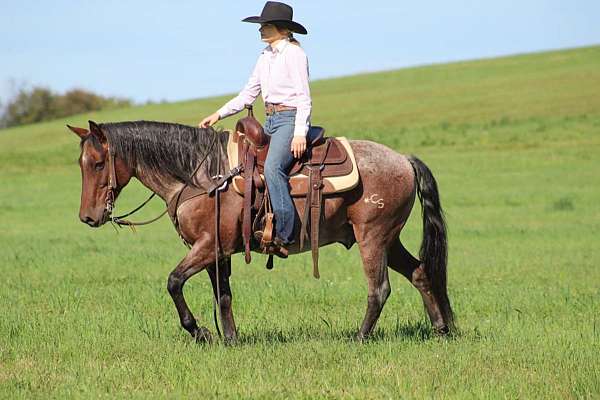 flashy-quarter-horse