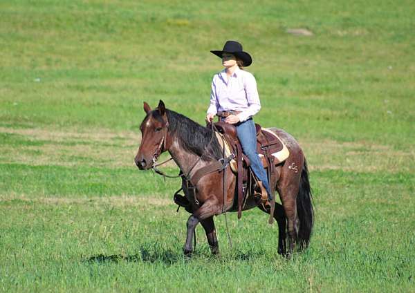 performance-quarter-horse