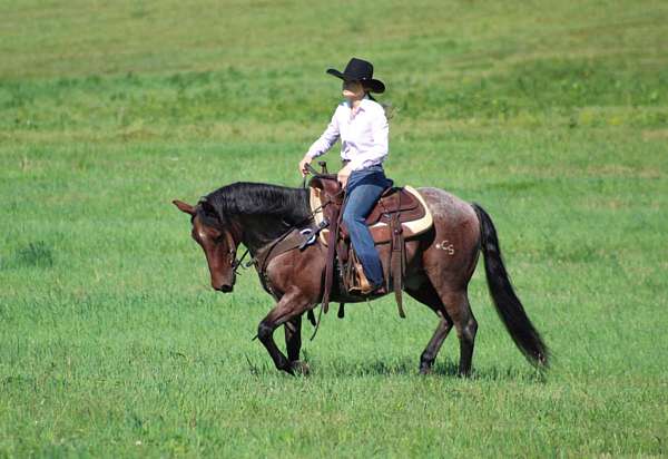 ranch-versatility-quarter-horse