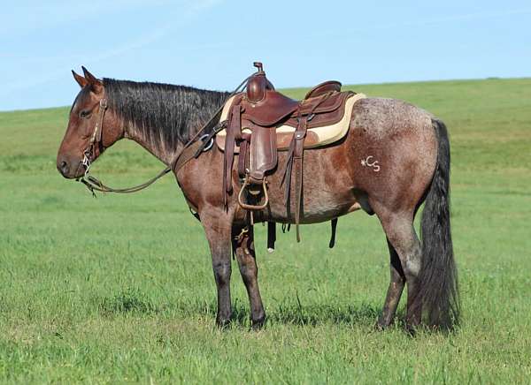 ranch-work-quarter-horse