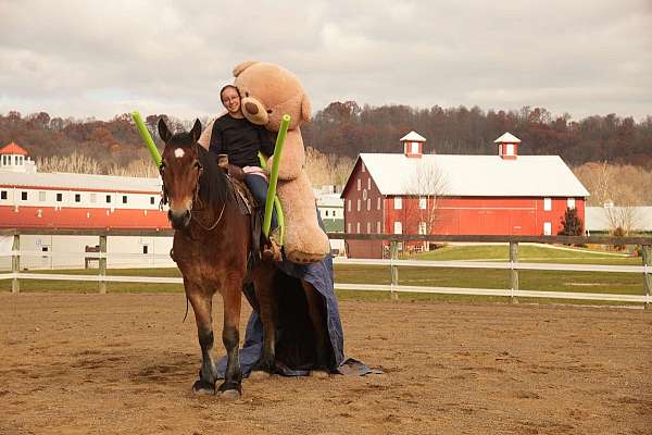 athletic-draft-horse