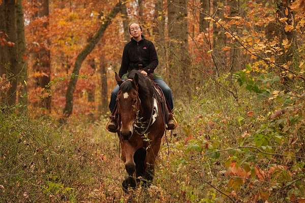 beginner-draft-horse