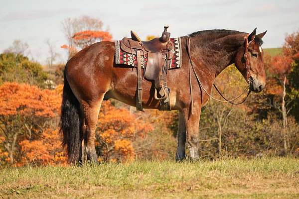 cross-draft-horse