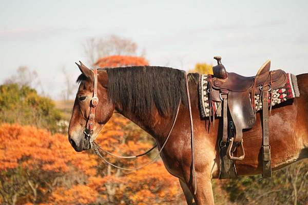 draft-horse