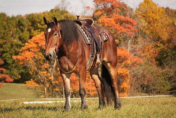 driving-draft-horse