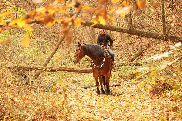 flashy-draft-horse