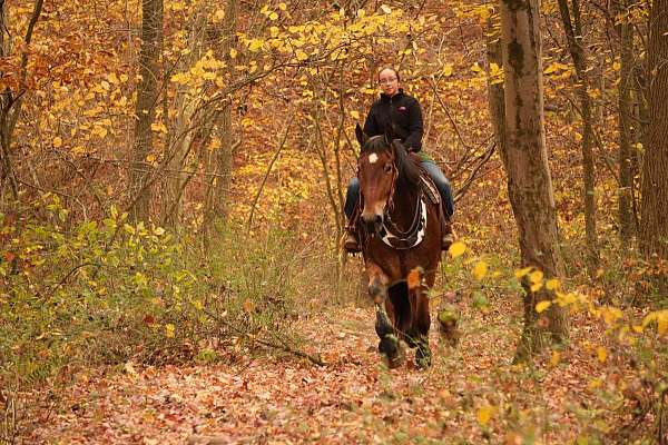 kid-safe-draft-horse