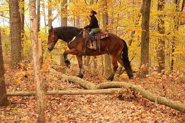 parade-draft-horse