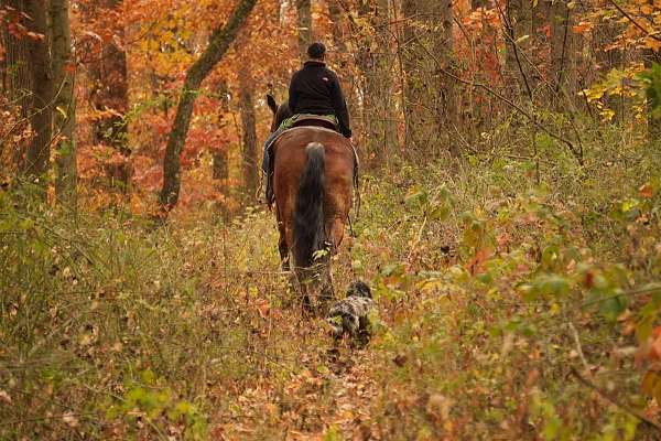 performance-draft-horse