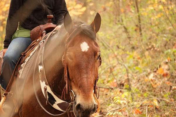 ranch-work-draft-horse