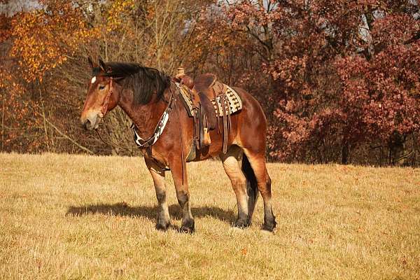 show-draft-horse