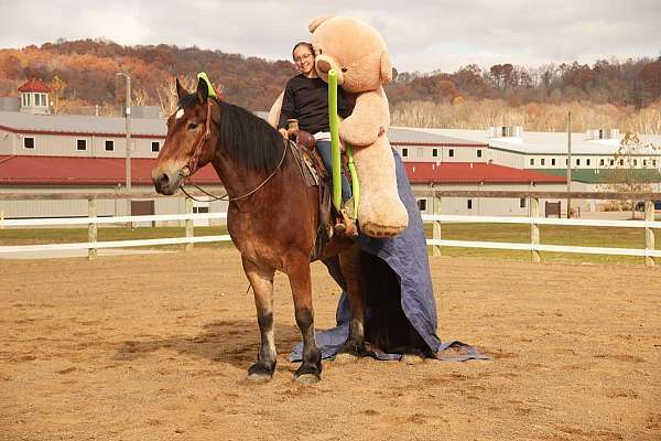 western-riding-draft-horse