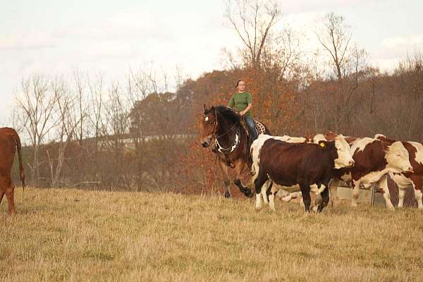 working-cattle-draft-horse