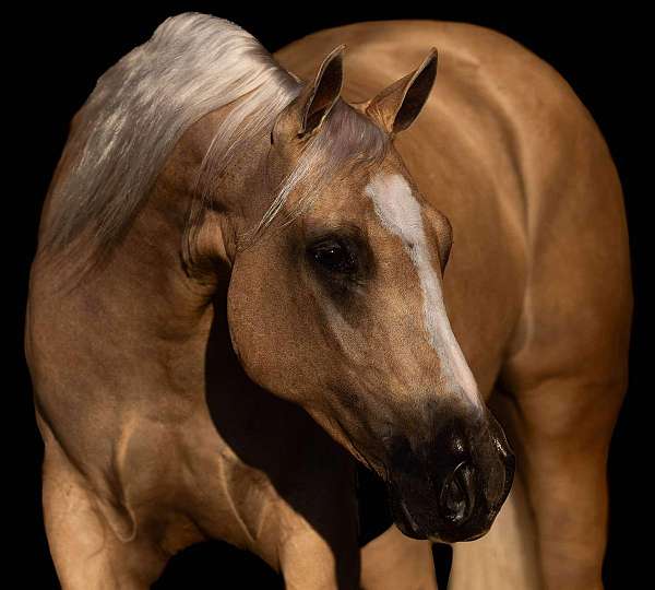 athletic-quarter-horse