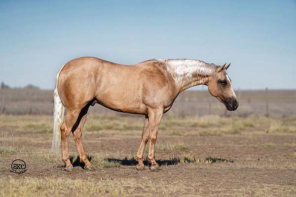 calf-roping-quarter-horse