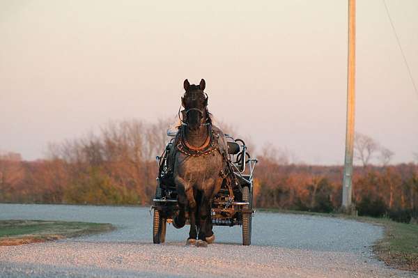 athletic-percheron-horse